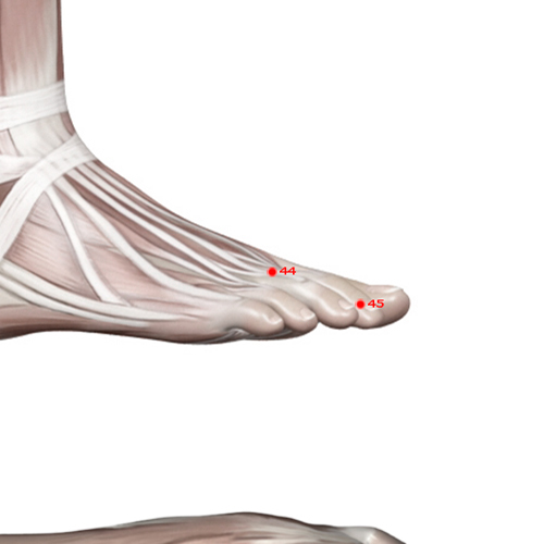 ST44 Acupuncture Point - Stomach Meridian Meridian - Inner Court - Muscular view