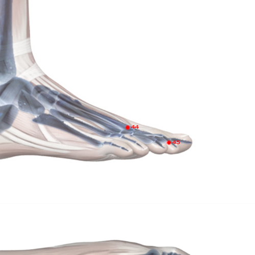 ST44 Acupuncture Point - Stomach Meridian Meridian - Inner Court - Skeletal view