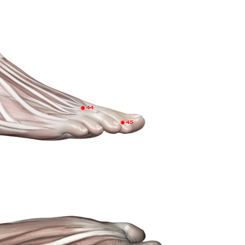 ST45 Acupuncture Point - Stomach Meridian Meridian - Running Point - Muscular view