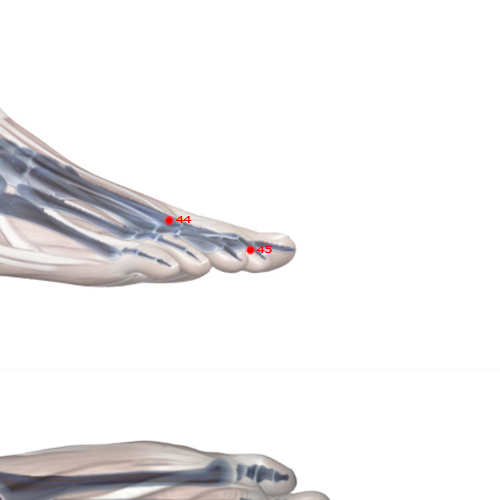 ST45 Acupuncture Point - Stomach Meridian Meridian - Running Point - Skeletal view